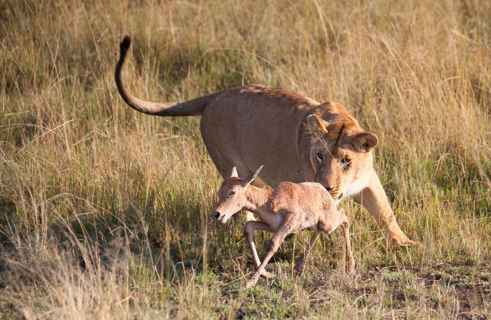 BeKenya Safari Adventure